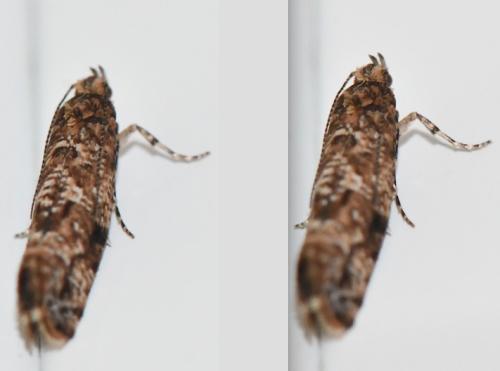 Acrolepia autumnitella